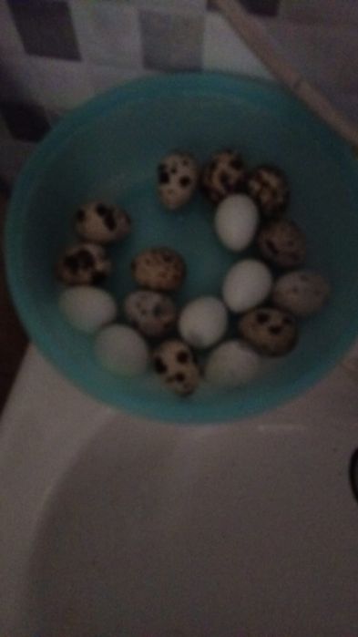 Vendo  ovos de codernizes