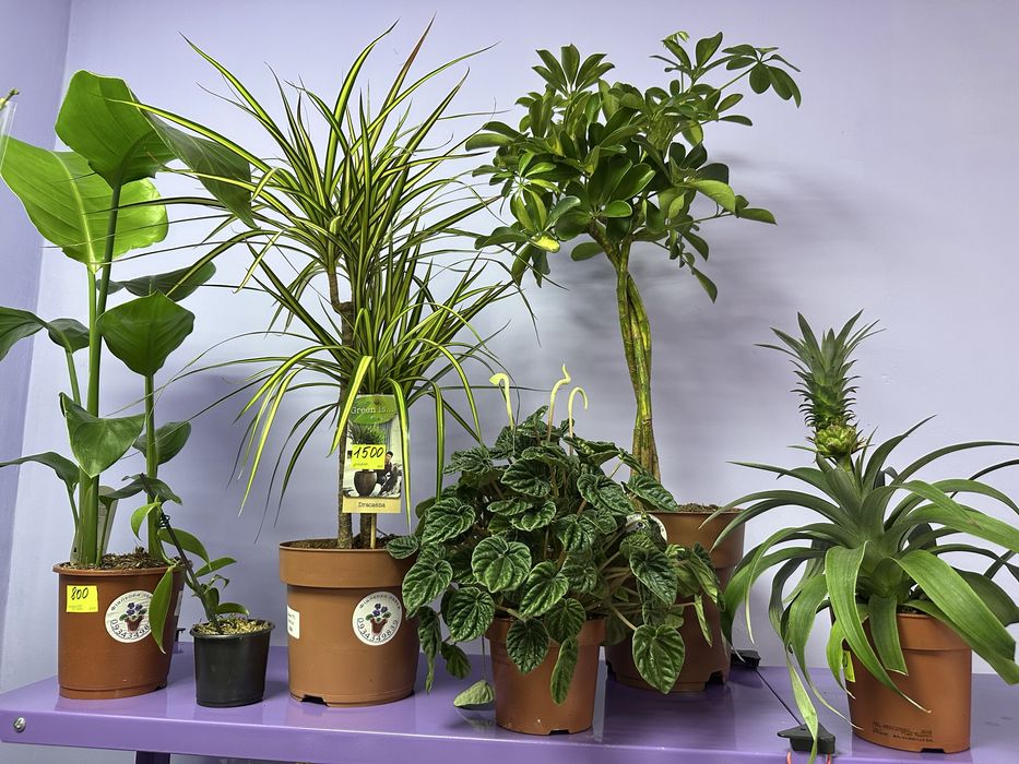 Шефлера, драцена, стриліція, спатифілум, антуріум, кактуси, сукуленти