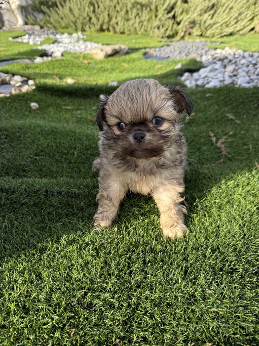 Piquenes maravilhoso  exelente linhagem