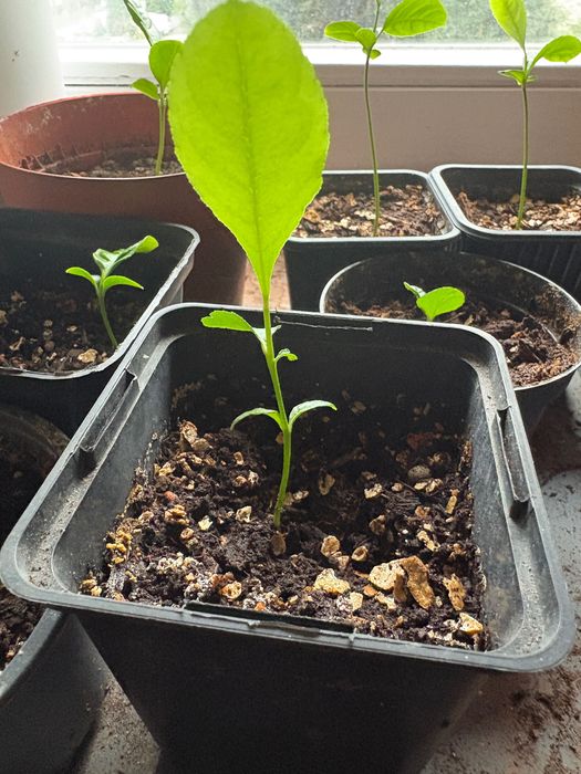 Sadzonki etrogu Citrus medica w doniczkach (jednoroczne)