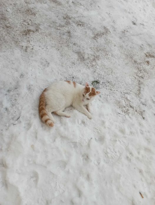 Zaginął kot Jajcek