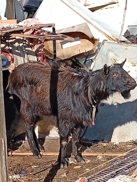 Продам козлов,цапов