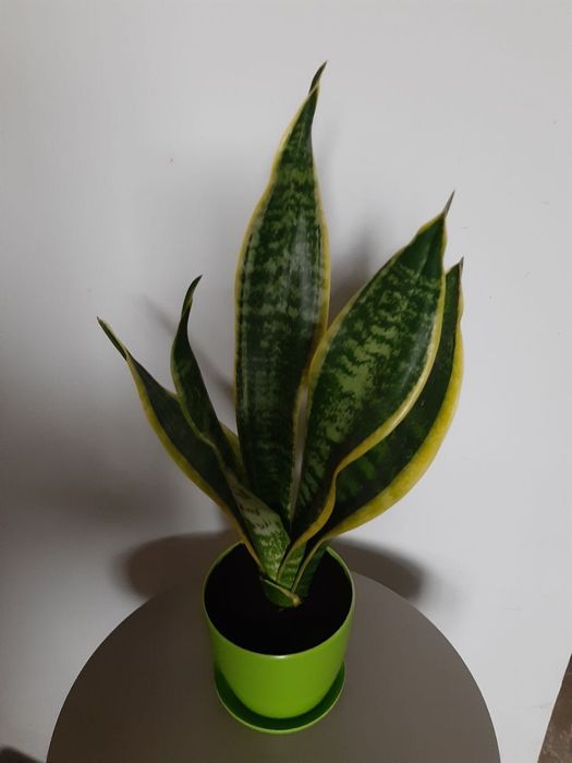 Сансевьерия с жёлтой каймой
