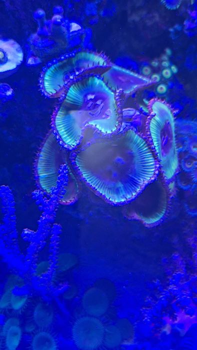 Zoanthus grandis blue moon 2 polipy