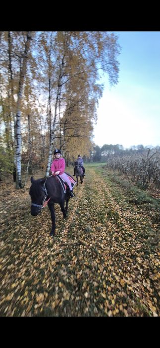 Klacz huculska wysokozrebna licencja ujeżdżona klaczka