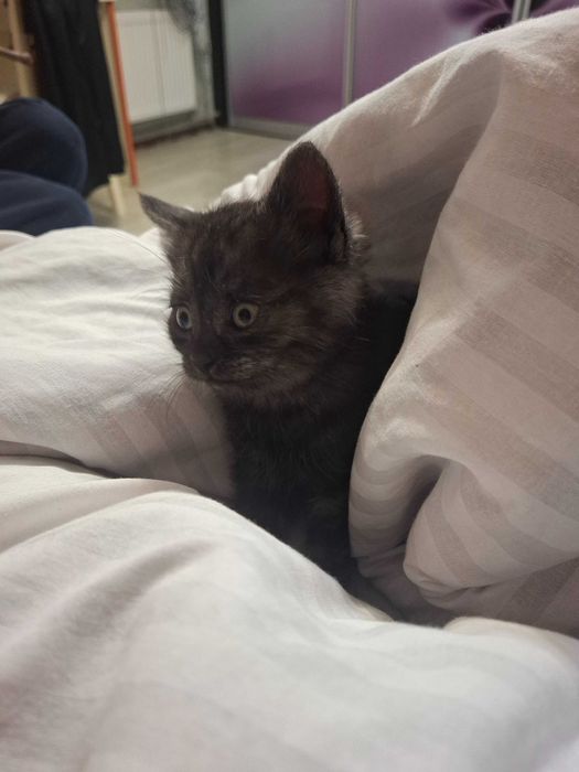 Кошечка, кошенята, котики Первомайск