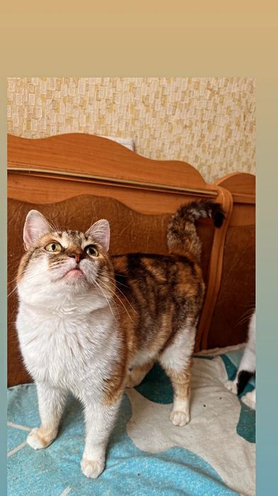 Отдам кошку трехцветку, стерилизована, 1,5 года