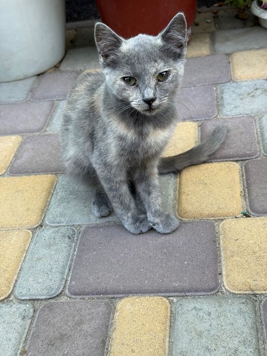 Кошенята безкоштовно Умань