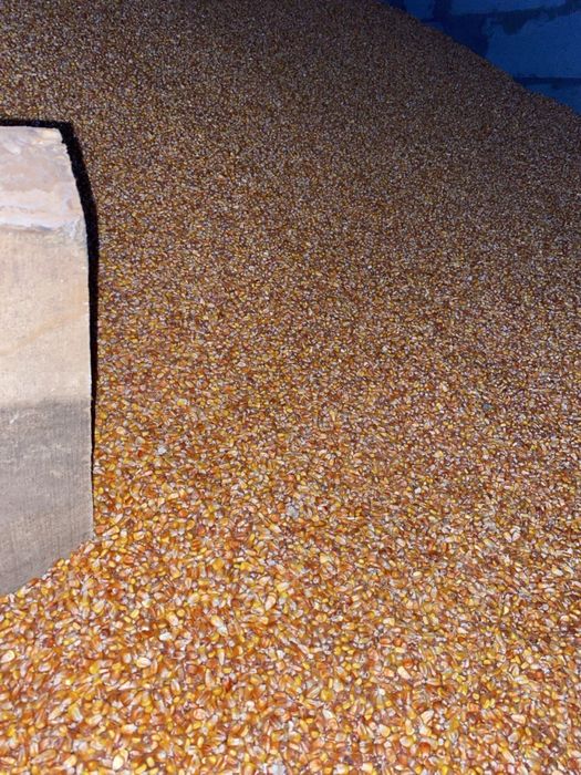 Якісна суха кукурудза, є доставка