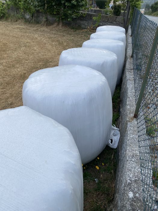 Rolos azevem e aveia