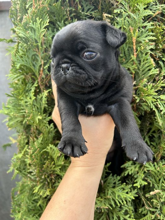 Чорний мопс, хлопчик