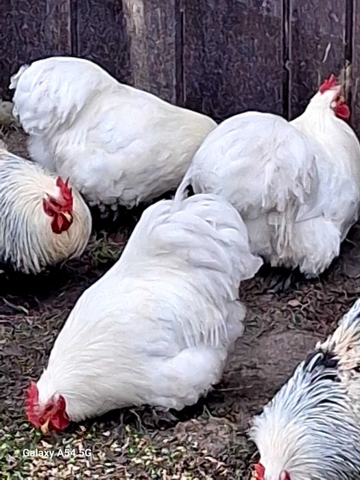 Kochin karzełek biały, kochiny