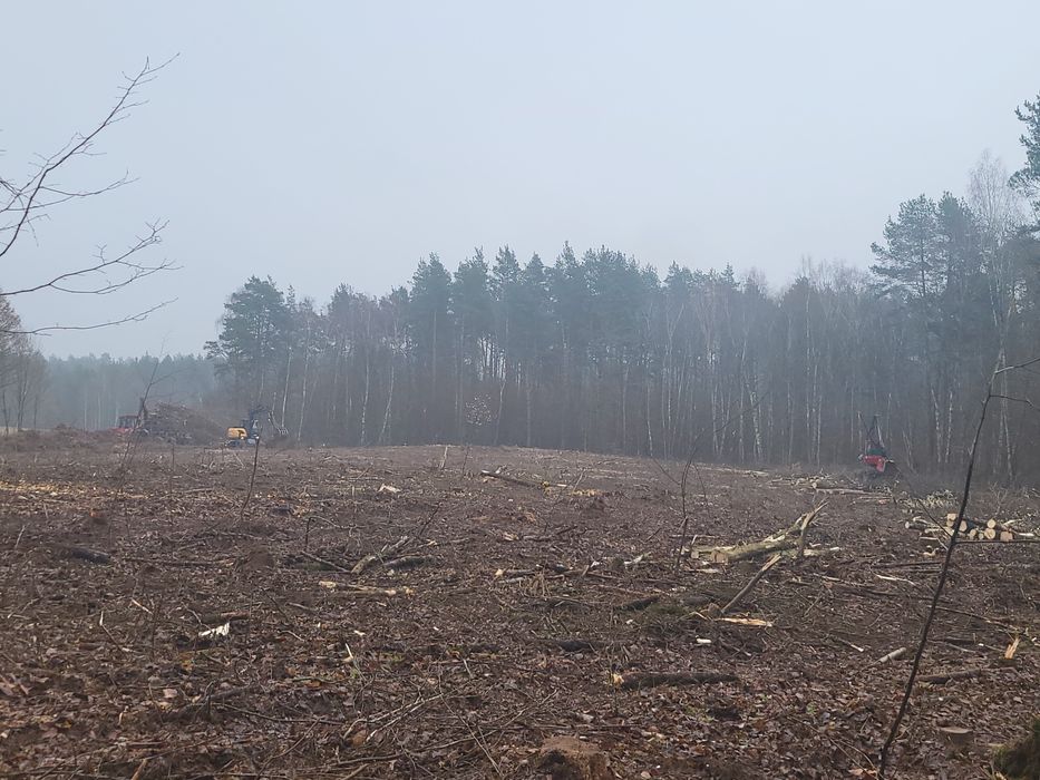 Czyszczenie działek, wycinka drzew, samosiejki,sadów