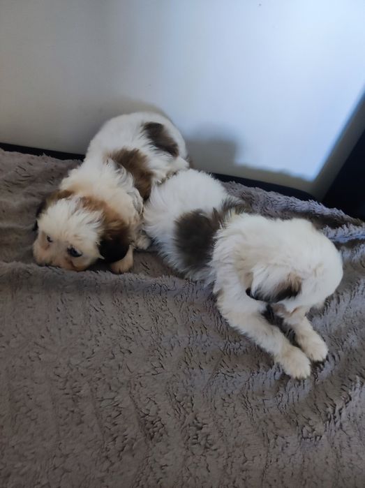 Gotowe do zmiany domu Maltipoo