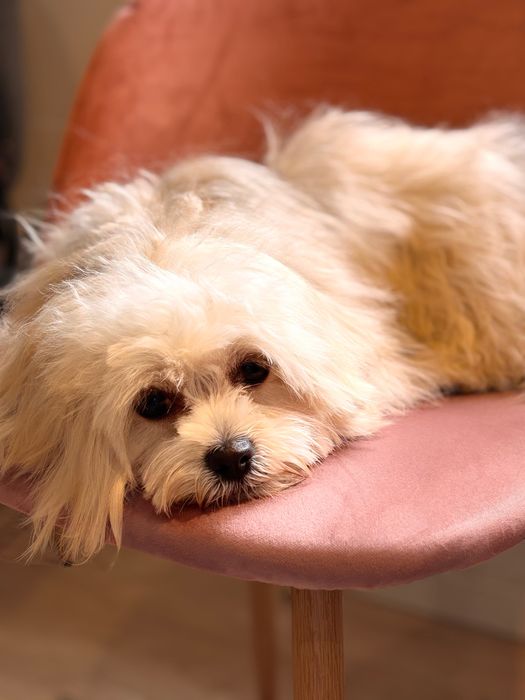 Мальтипу девочка