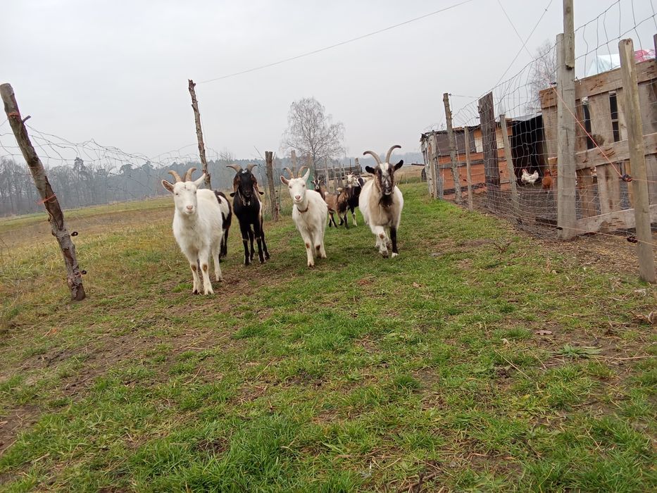 Koze mleczne i mlode