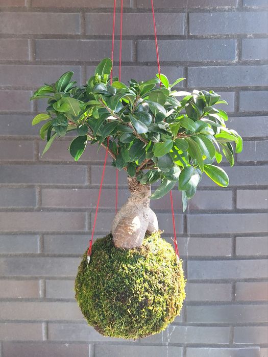 Kokedama - Bonsai Ficus
