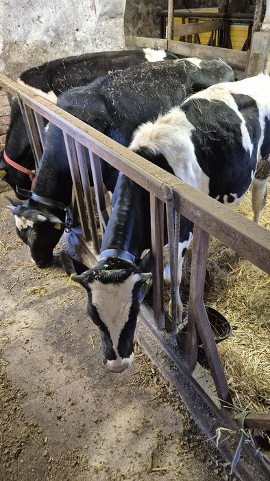 Sprzedam byki 350 kg