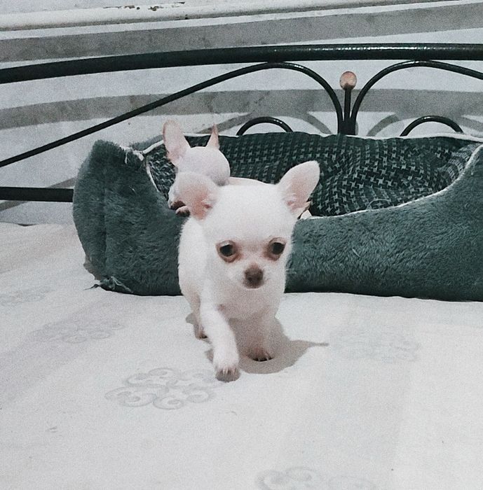 Мини , мини чихуашка