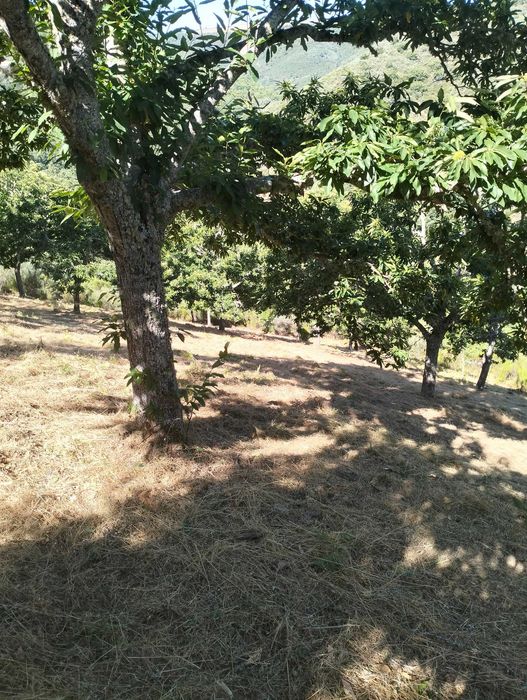 Limpeza de terrenos