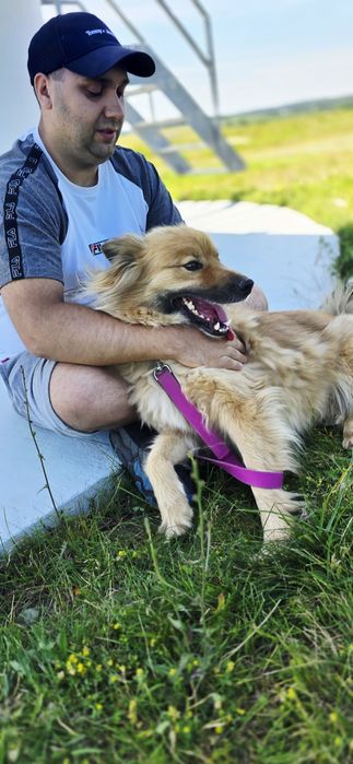 Przepiękny Bouli 4 letni samiec