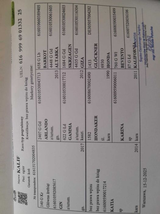 Sprzedam ogierka rocznego