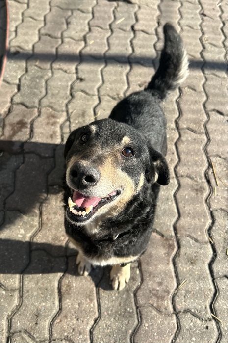 Marty senior do adopcji Kalisz Poznan Wroclaw Lodz