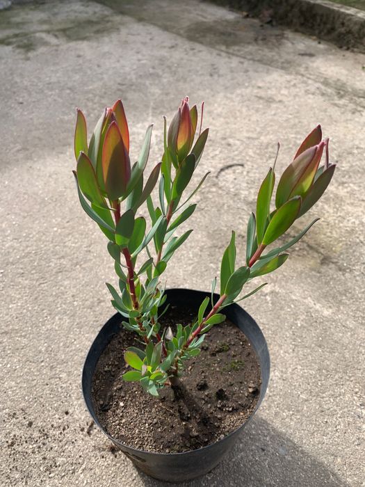 Vasos com flor Licodentes novos