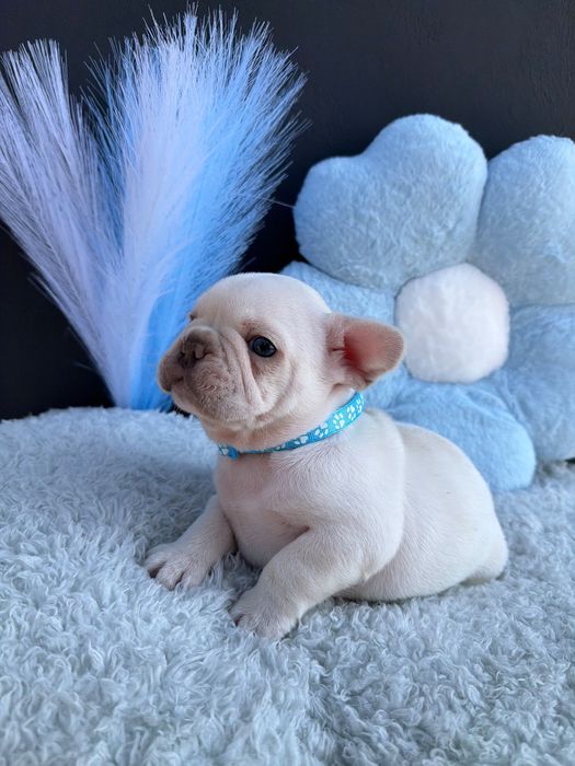 Menino buldog frances cream