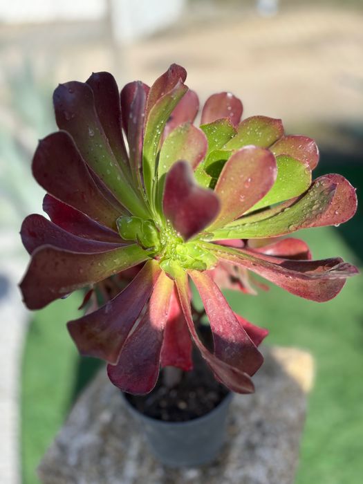 Suculentas  Aeonium  preço 1€