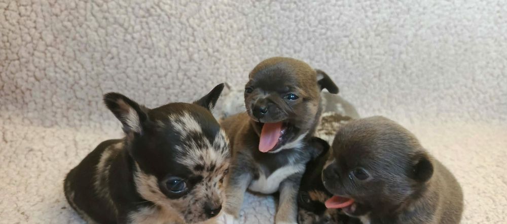 Uroczy piesek mikrusek chihuahua szaro-czekoladowy