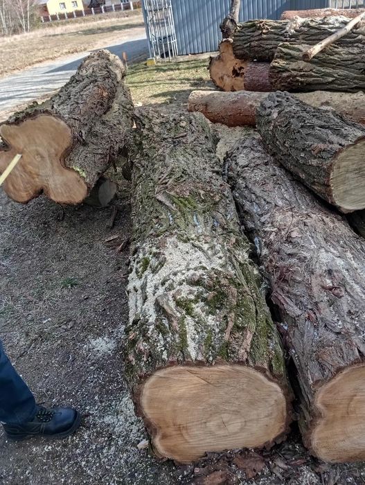 Akacja kłoda, akacja w klocu