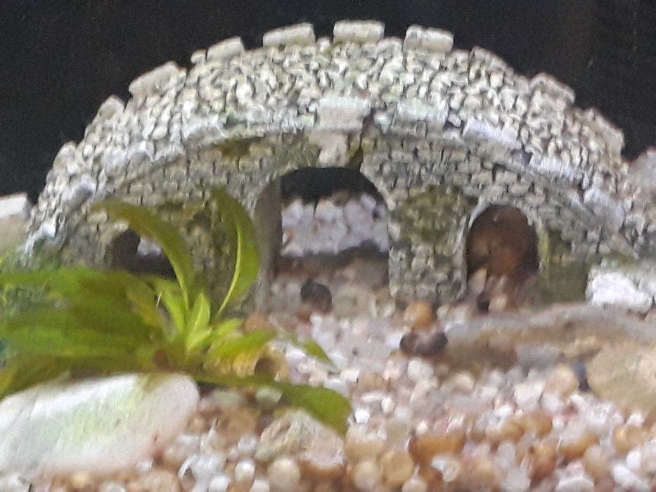 Decoração para aquário