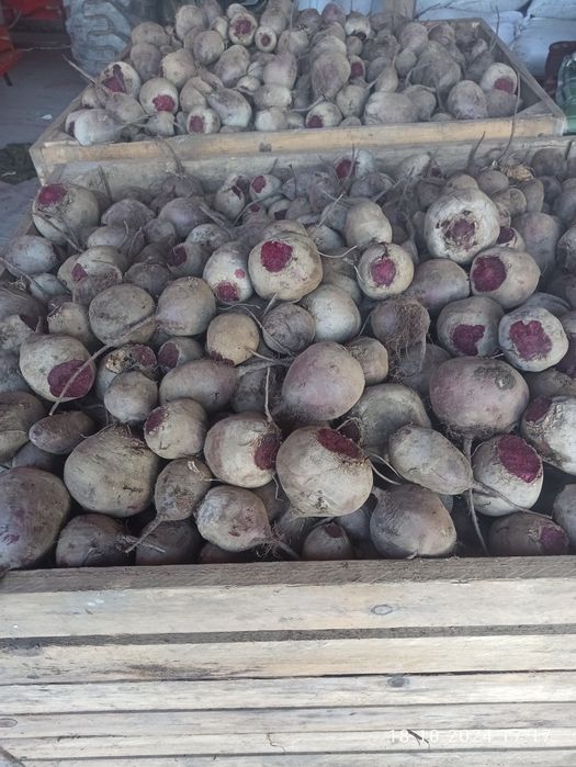 Продам  капуста , цибуля, столовий буряк, .