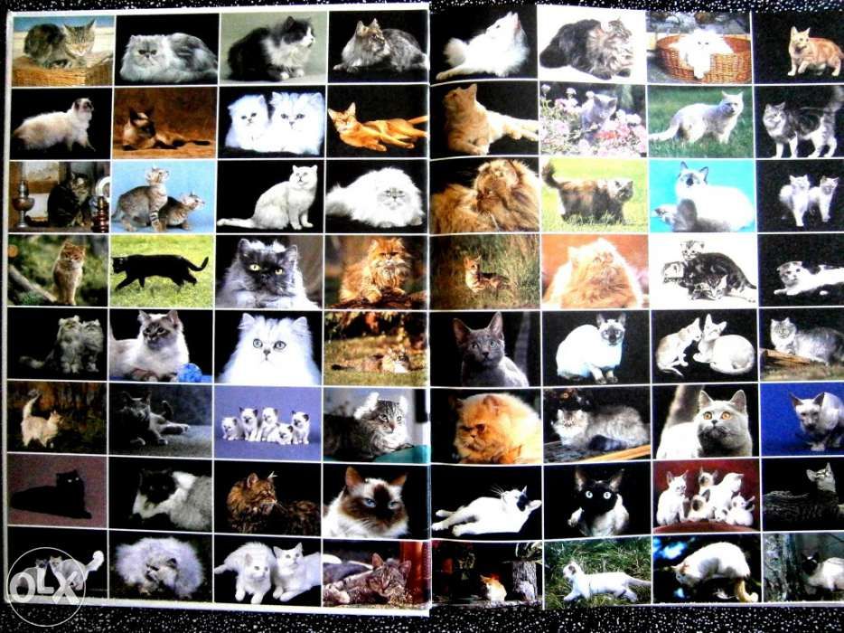 Os Gatos Em 1000 Imagens