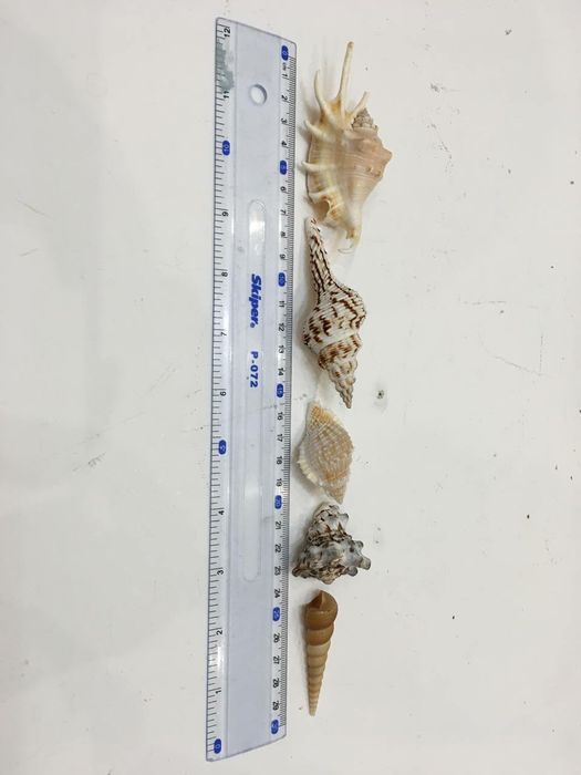 Мушлі океанічні морські  ракушки молюсків рапани