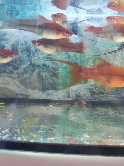 продам рибок меченосців