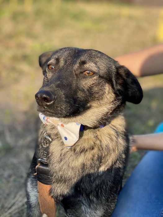 Собака ищет семью