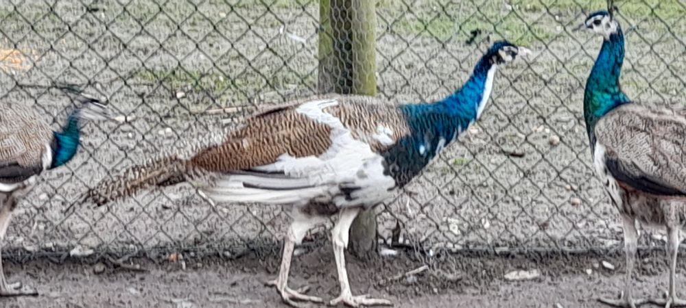 Pavões novos e adultos
