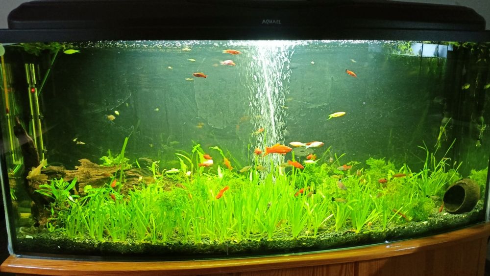 Akwarium Aquael 350l z szafką i całym osprzętem-życiem.