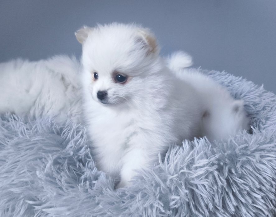 Szpic miniaturowy Pomeranian suczka