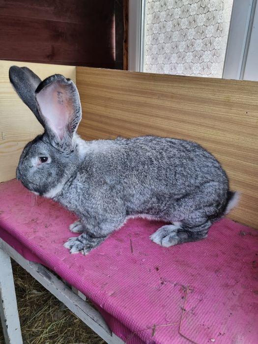 Olbrzymy Belgijskie szynszylowe