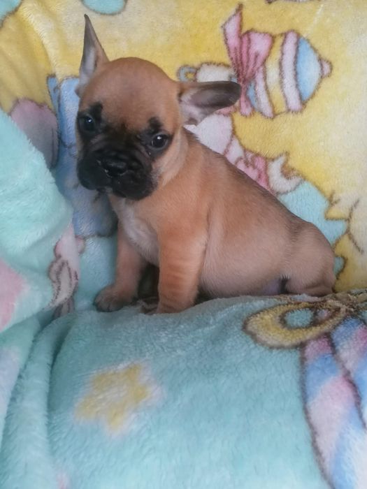 Bulldog francês faune  Miniatura