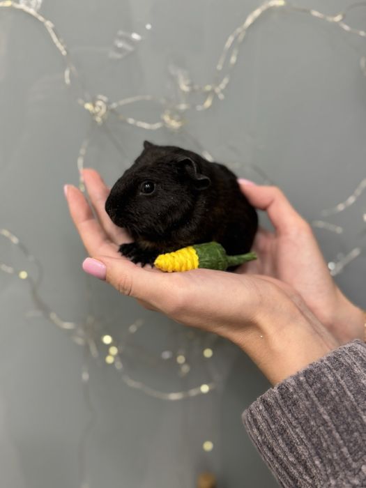 Морська свинка чарівний друг