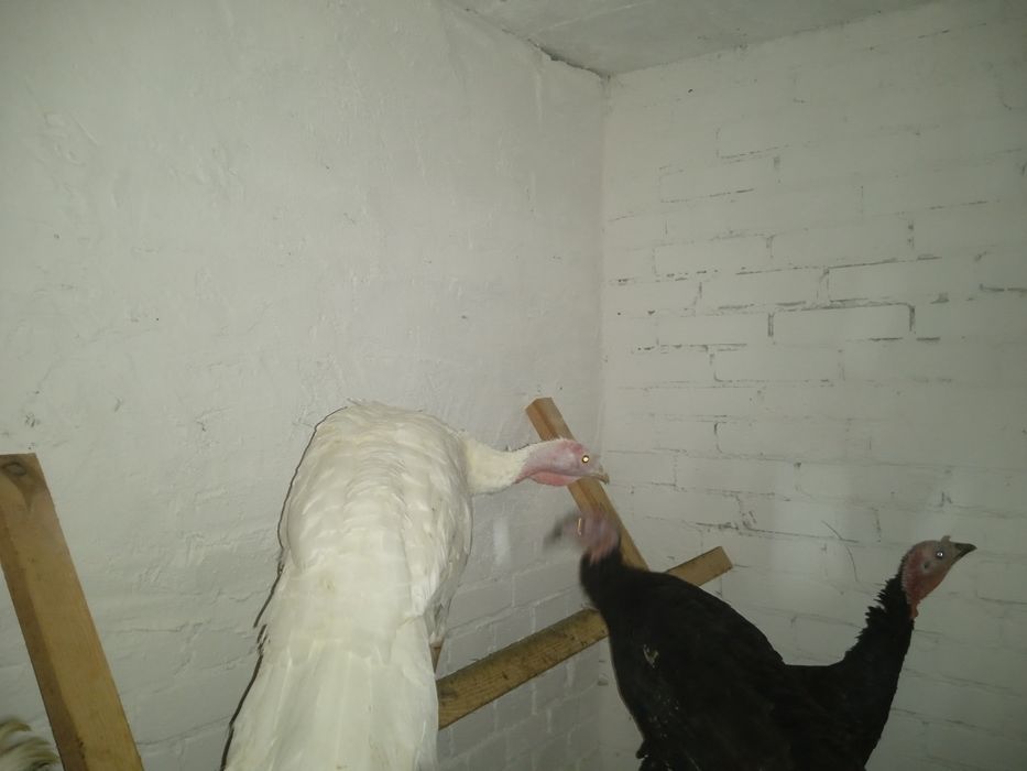 Indyki młode z naturalnych lęgów