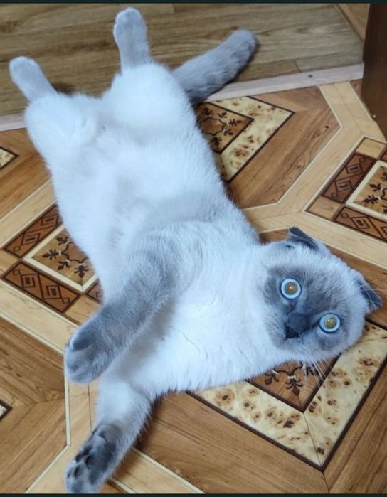 Кошечка вислоухая добрая,ласковая.