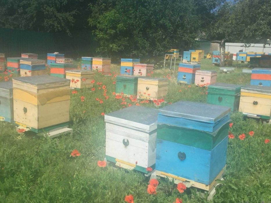 Продається пасіка