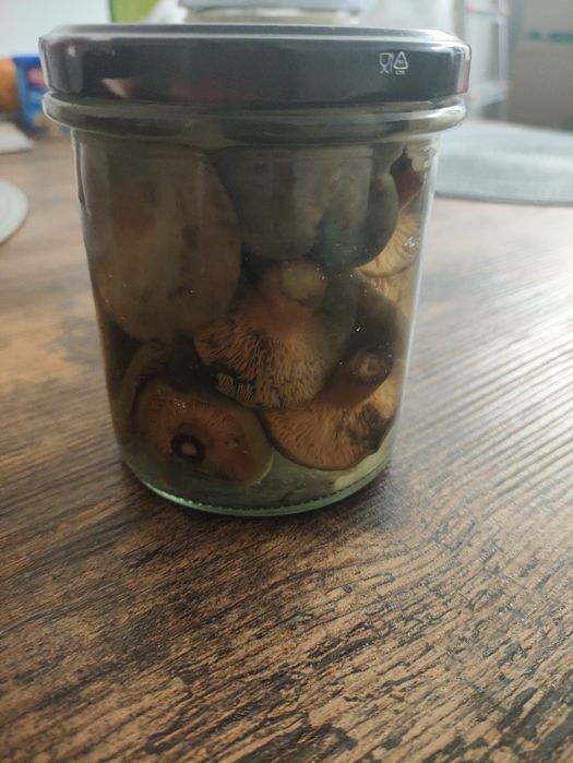 Marynowane rydze tegoroczne