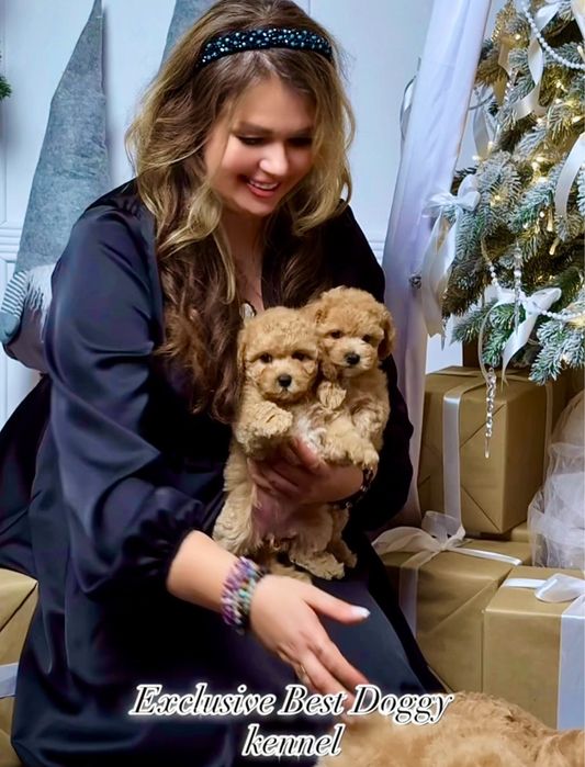 SUPER VIP яркие кукольные щенки мальтипу. Мальтипу. Щенок