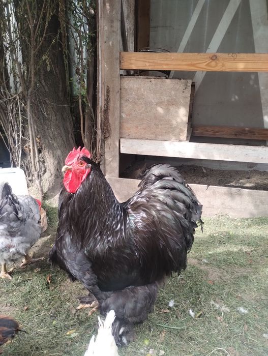Продам Петуха, Півня Кохінхін чорний